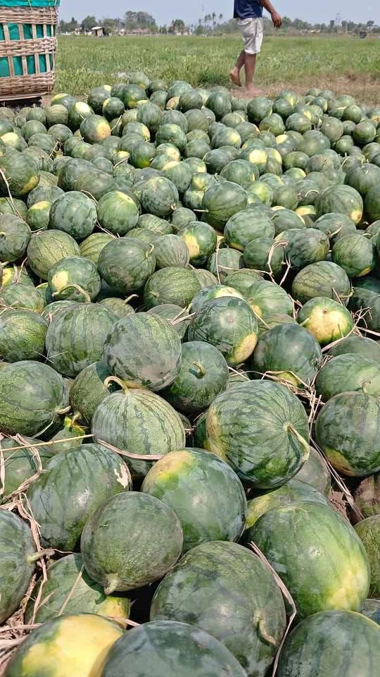 Semangka super fresh baru saja petik