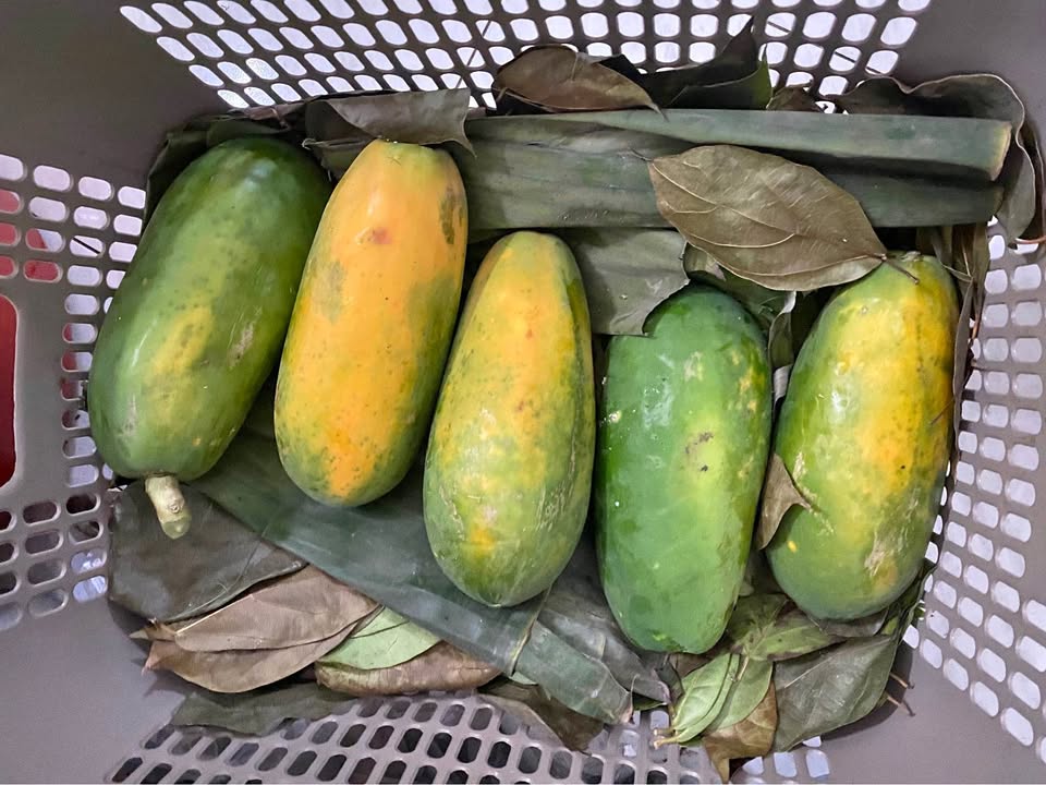 Buah pepaya california daging tebal