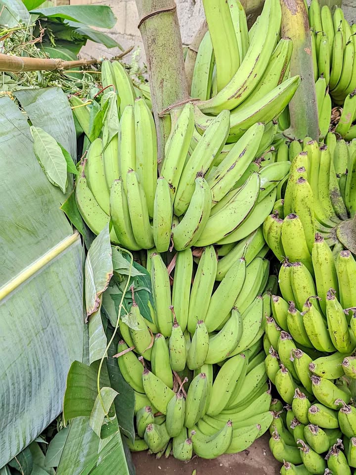 Pisang manis fresh baru saja panen