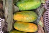 Buah pepaya california daging tebal