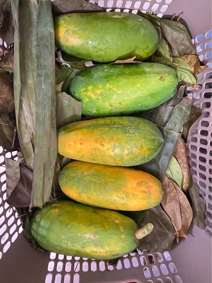 Buah pepaya california daging tebal