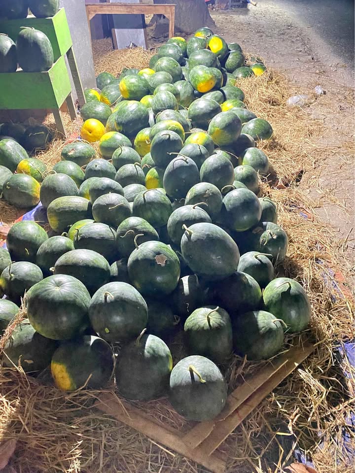 Semangka kuning super fresh