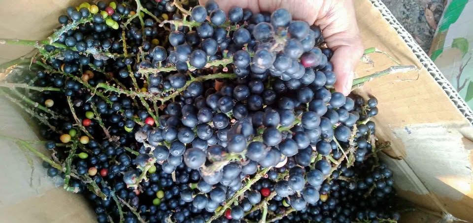 Buah huni buah langka sekali