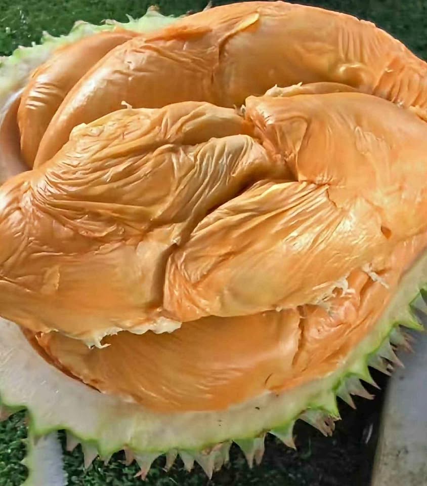 Duren jatoh han dijamin manis dan legit