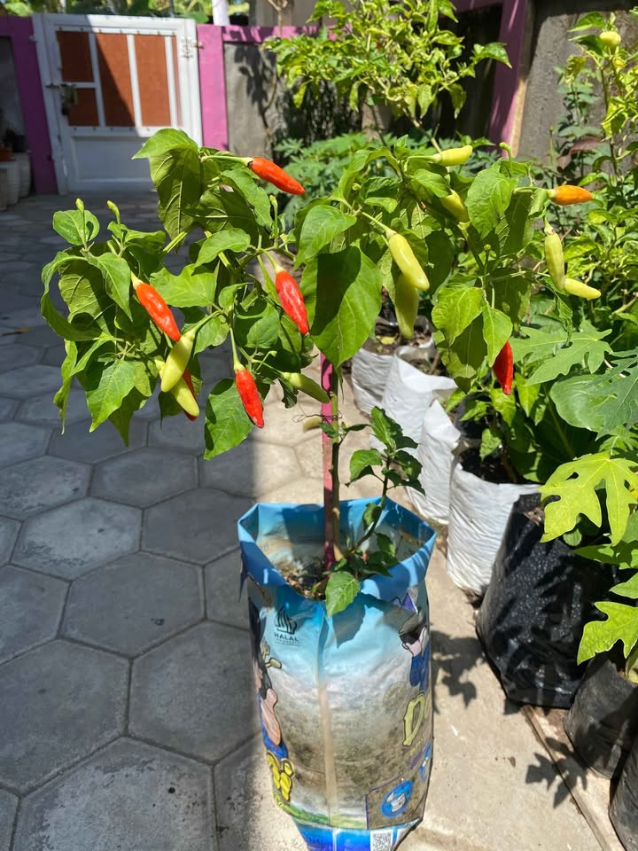Cabe rawit Mulai berbuah siap tanam