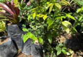 Tanaman bibit buah anggur brazil atau anggur pohon jenis preco