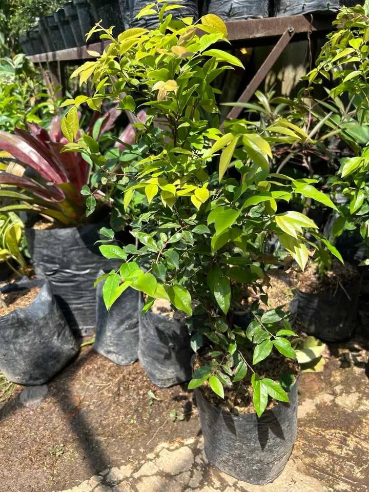 Tanaman bibit buah anggur brazil atau anggur pohon jenis preco