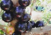 Tanaman bibit buah anggur brazil atau anggur pohon jenis preco