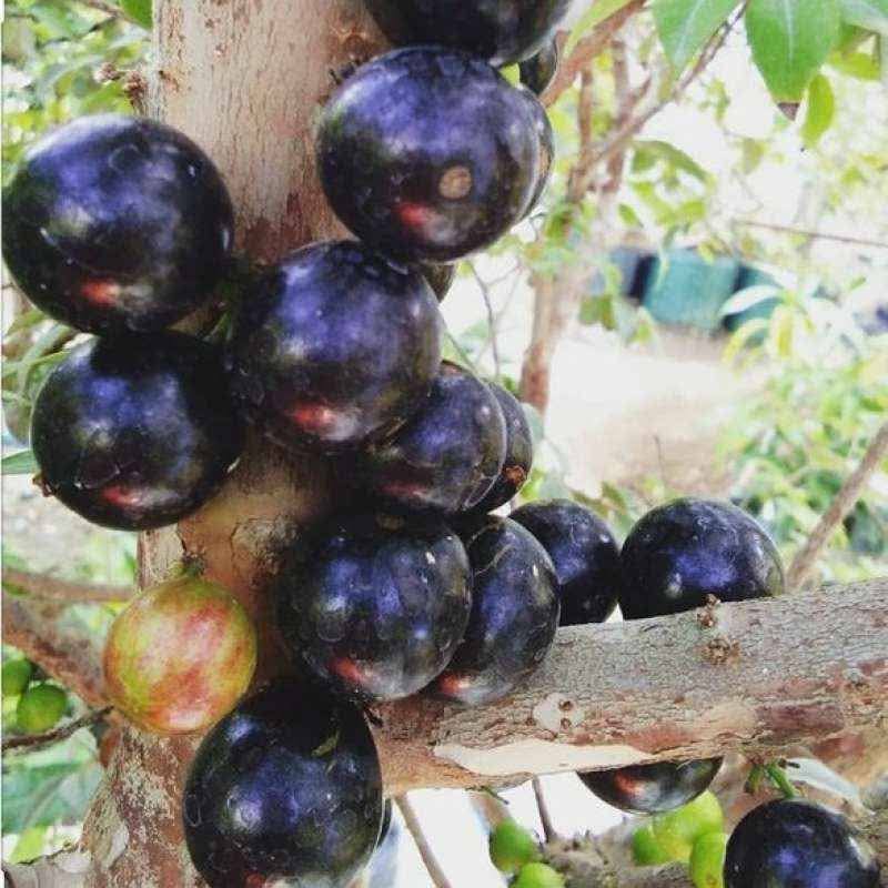 Tanaman bibit buah anggur brazil atau anggur pohon jenis preco