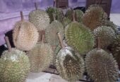 Duren jatoh han dijamin manis dan legit