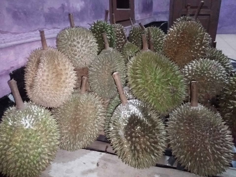Duren jatoh han dijamin manis dan legit