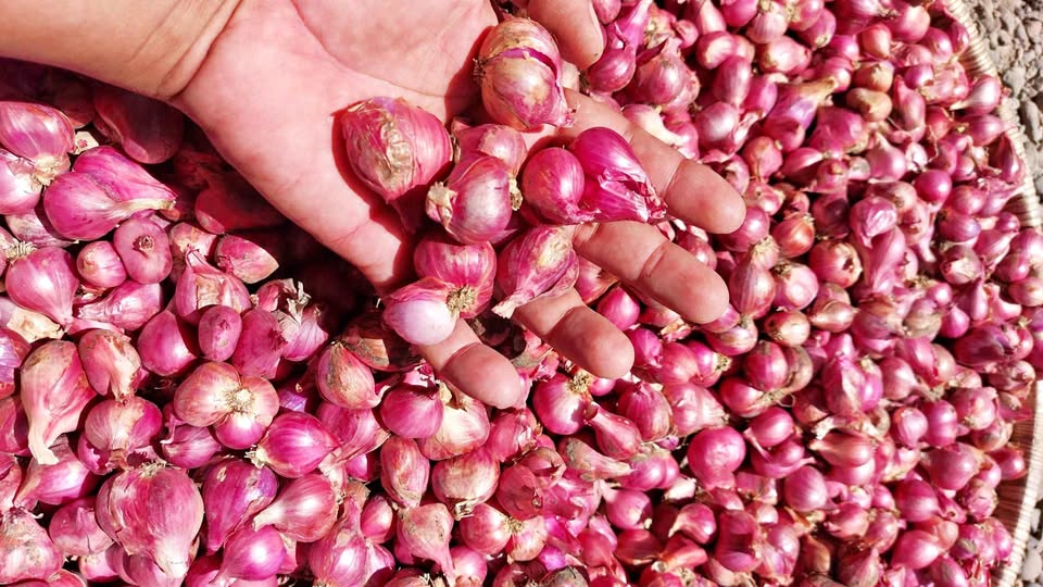 Bawang merah kering super