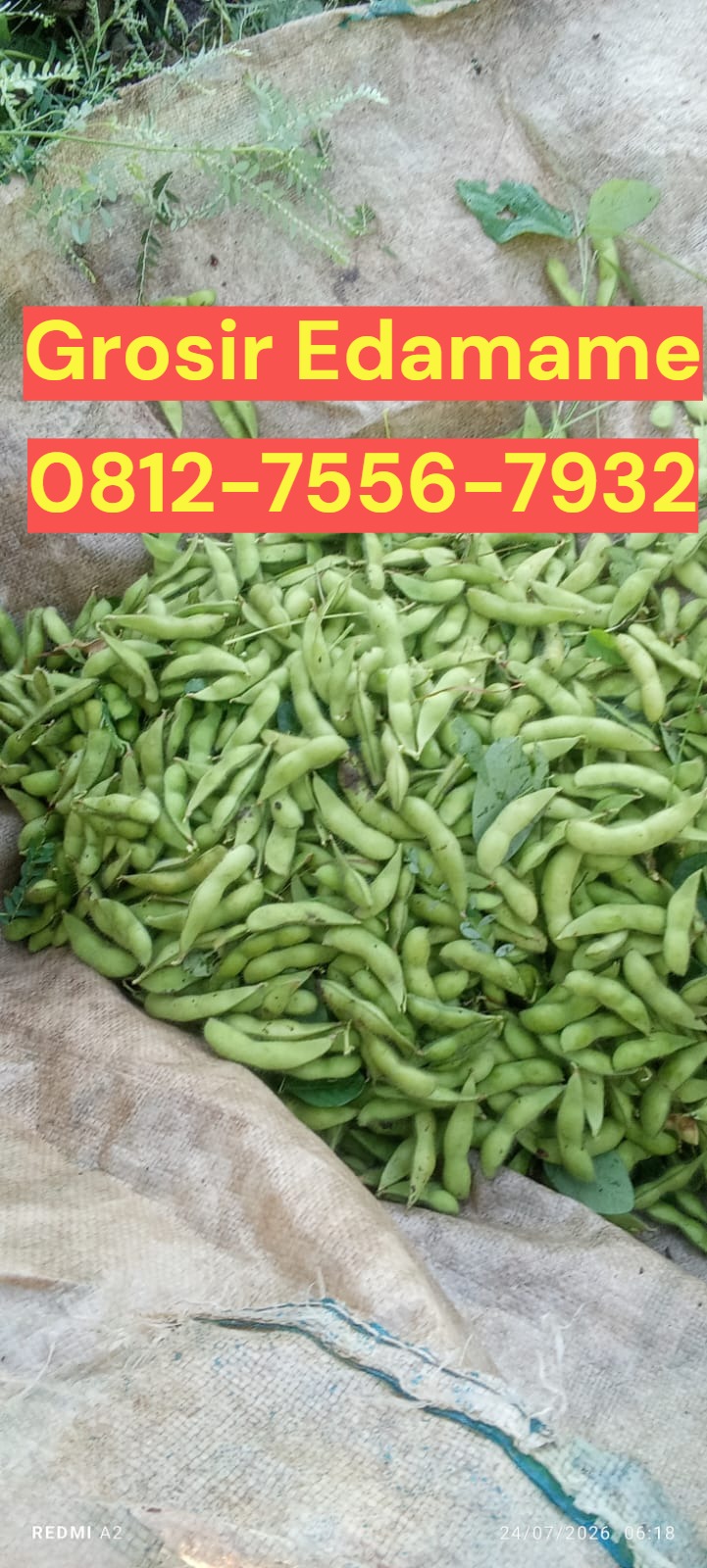 Lezat Mekarsari, Jual Edamame Karanganyar