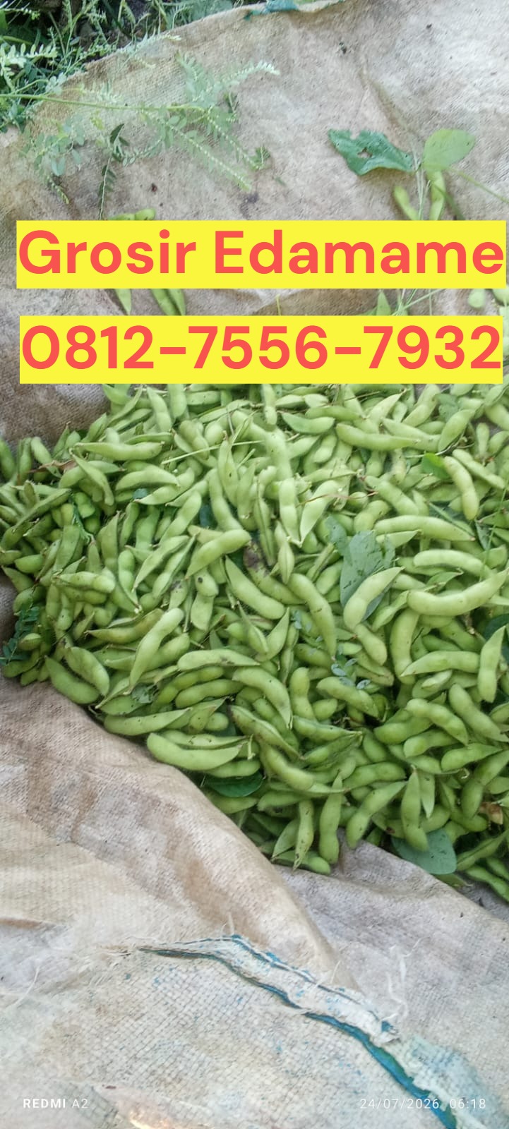 Lezat Mekarsari, Jual Edamame Karanganyar