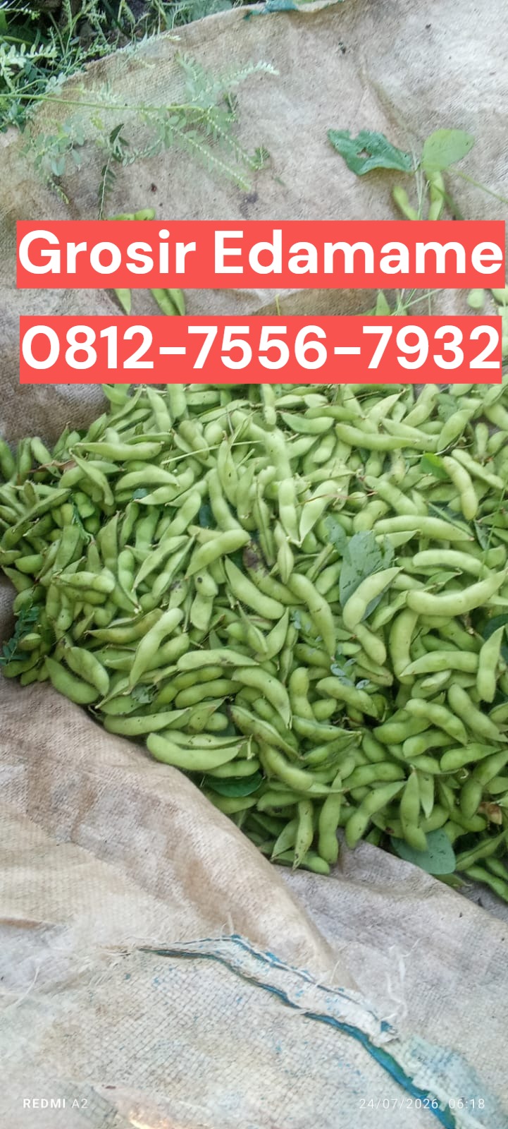 Lezat Mekarsari, Jual Edamame Karanganyar