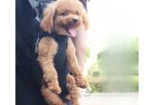 Yelesley Tas Gendongan Ransel Anjing Kucing Pet Carrier Size L – Y-38