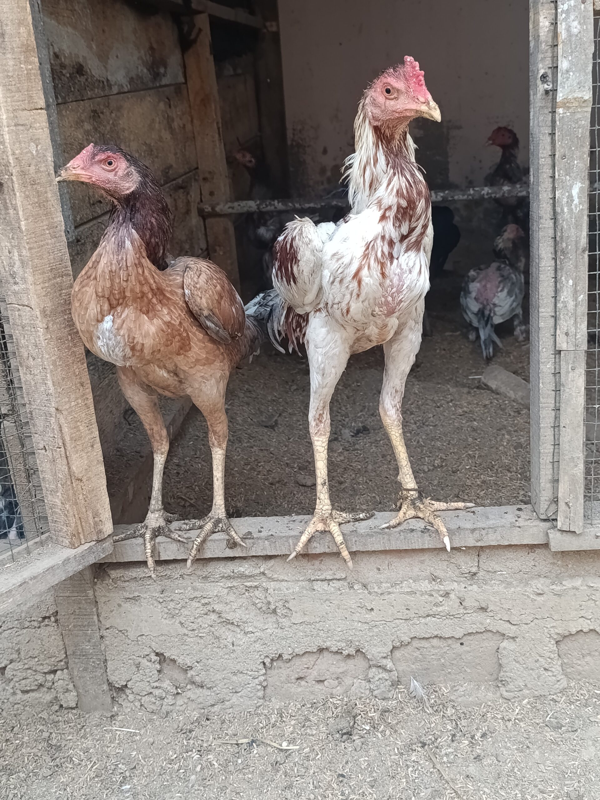 Jual anak Ayam umur 3 bulanan