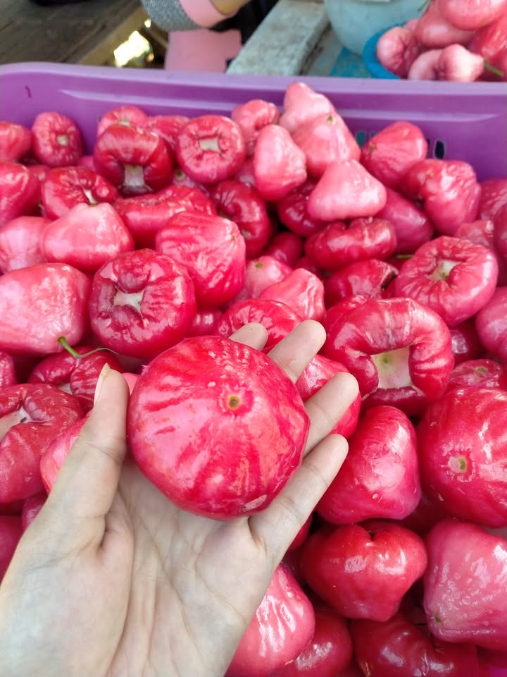 Jambu air kancing segar baru panen