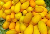 Timun suri golden/bonteng puan