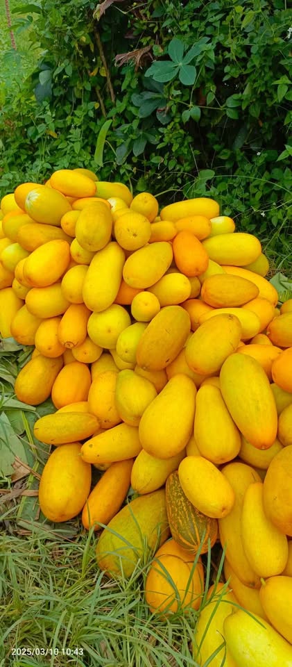 Timun suri golden/bonteng puan