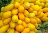 Timun suri golden/bonteng puan