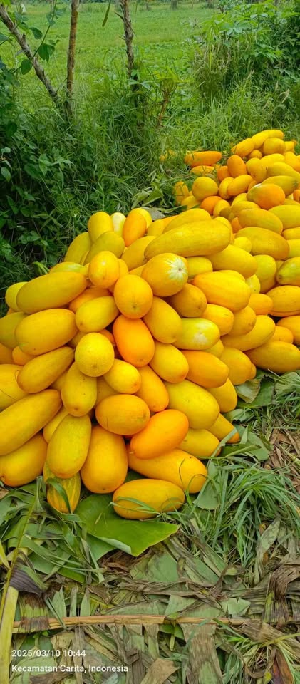 Timun suri golden/bonteng puan