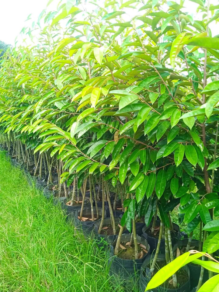 Ready Bibit Durian super jumbo