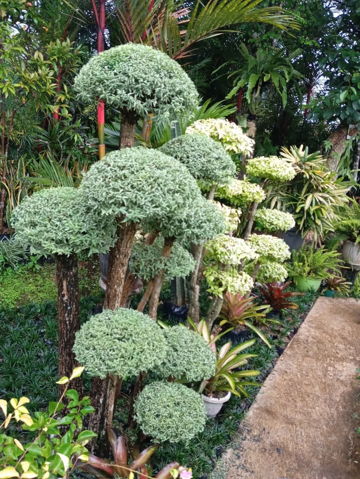 🌿 Promo Rumput Hias & Tanaman Segar! 🌿