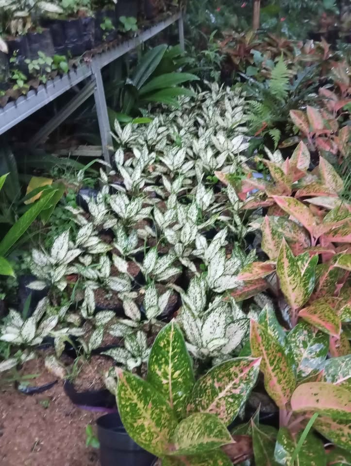 🌿 Promo Rumput Hias & Tanaman Segar! 🌿