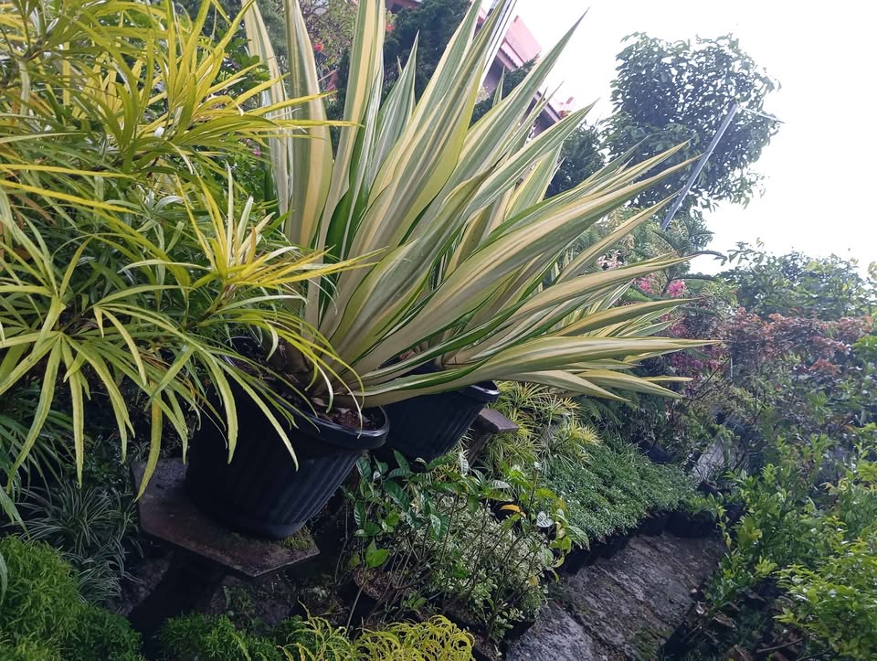🌿 Promo Rumput Hias & Tanaman Segar! 🌿