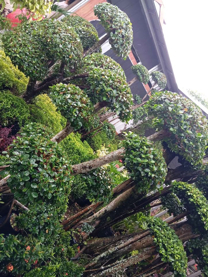 🌿 Promo Rumput Hias & Tanaman Segar! 🌿