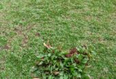 🌿 Promo Rumput Hias & Tanaman Segar! 🌿