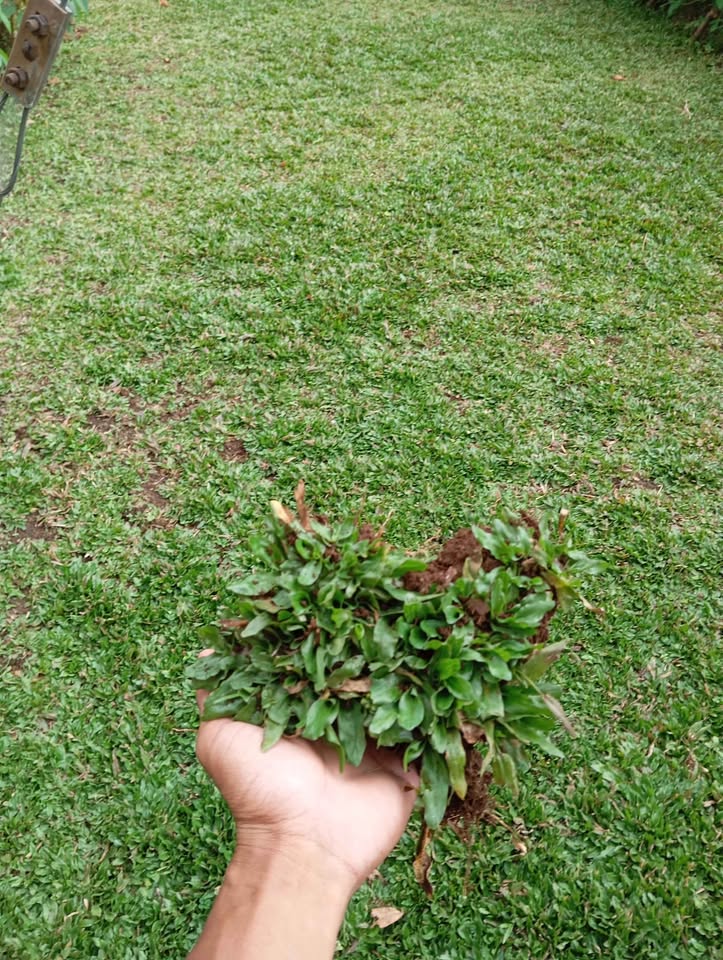 🌿 Promo Rumput Hias & Tanaman Segar! 🌿