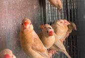 Ready Burung Gelatik Holland