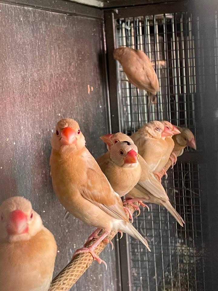 Ready Burung Gelatik Holland