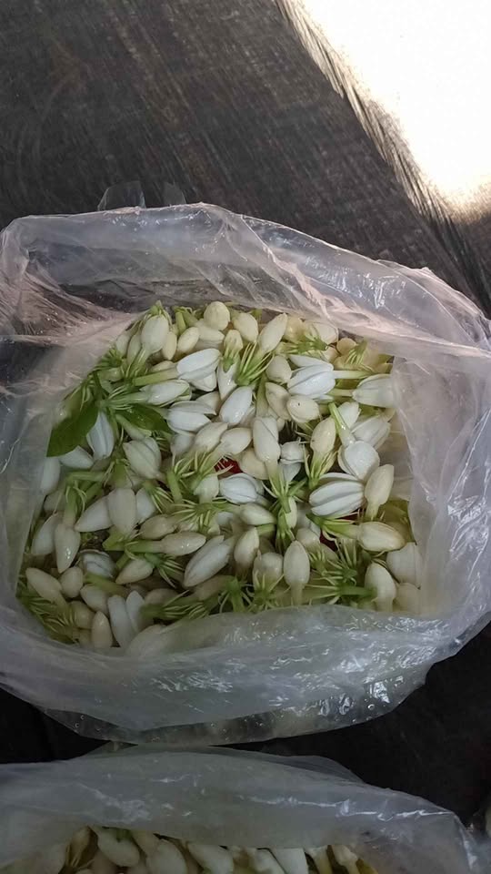 kembang melati fresh baru petik