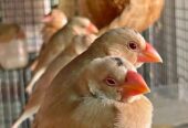 Ready Burung Gelatik Holland