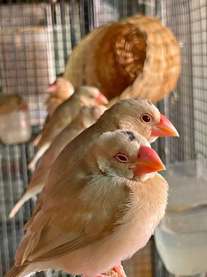 Ready Burung Gelatik Holland