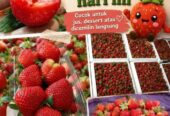 Buah strawberry besar dan fresh