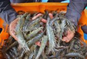 UDANG VANAME HIDUP & SEGAR – KUALITAS TERBAIK UNTUK RESTO & RUMAH MAKAN!