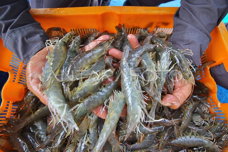 UDANG VANAME HIDUP & SEGAR – KUALITAS TERBAIK UNTUK RESTO & RUMAH MAKAN!