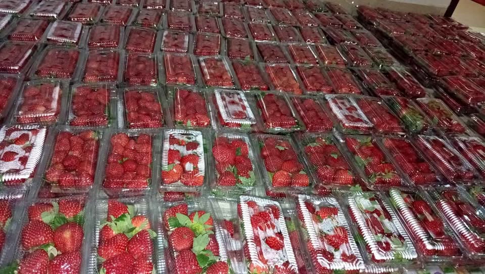 Buah strawberry besar dan fresh