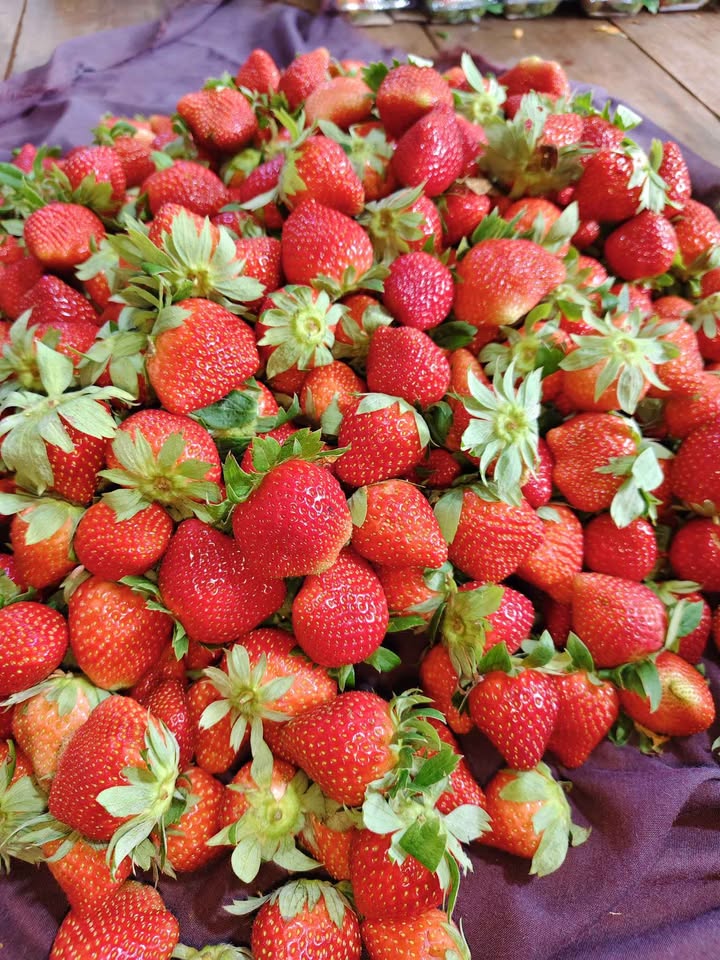 Buah strawberry besar dan fresh