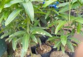 Bibit mangga red ivory okulasi