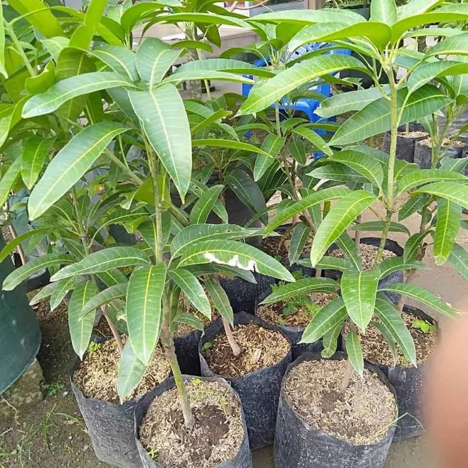 Bibit mangga red ivory okulasi
