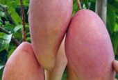 Bibit mangga red ivory okulasi