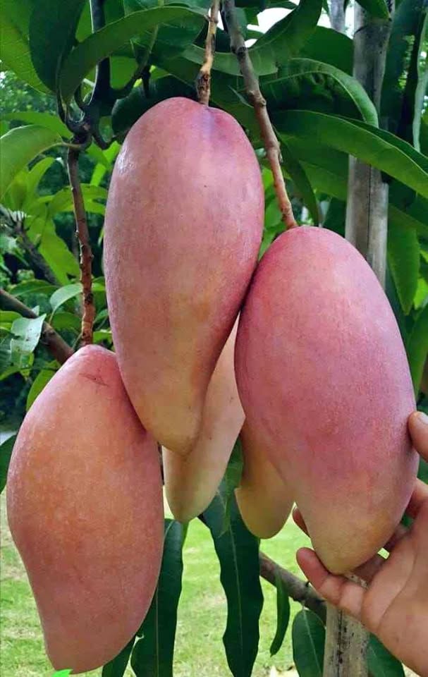 Bibit mangga red ivory okulasi