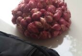 Bawang Merah (50 kg) fresh kering