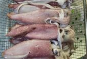 Udang Kupas Utuh Cumi Ikan Baronang