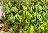 Durian siap buah jumbo Musangking bawor